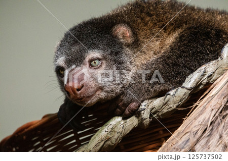 Bear cuscus, Phalanger Maculatus with baby on her back Bear cuscus, Phalanger Maculatus with baby on her back 125737502