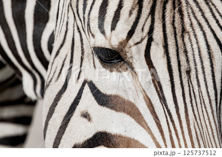 Plains zebra Equus quagga, formerly Equus burchellii Plains zebra Equus quagga, formerly Equus burchellii 125737512