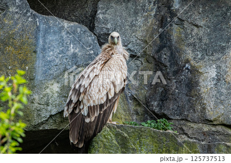 big adult griffon vulture in the mountains big adult griffon vulture in the mountains 125737513