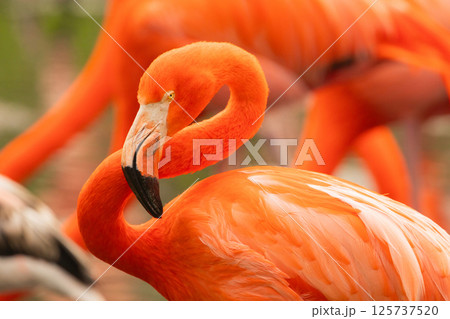 pink flamingo wading in a green pond pink flamingo wading in a green pond 125737520