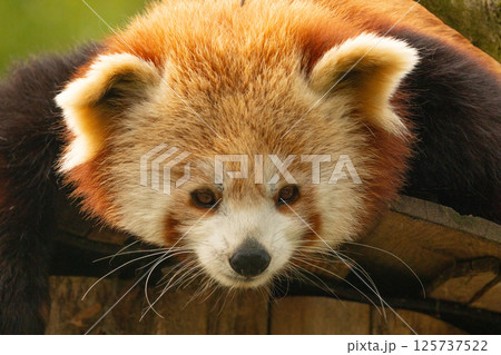 Young lesser panda Ailurus fulgens,Cute panda bear 125737522