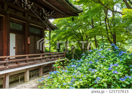柳谷観音楊谷寺、庭園と境内に咲く紫陽花 京都の夏 柳谷観音楊谷寺、庭園と境内に咲く紫陽花 京都の夏 125737615