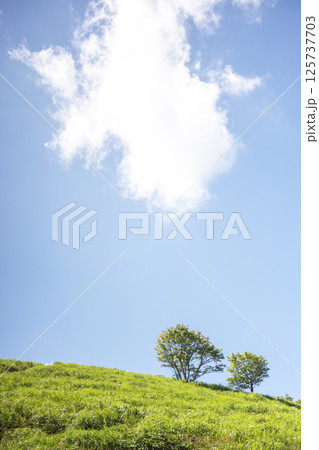 初夏・新緑・エコイメージ(大山鏡ヶ成) 初夏・新緑・エコイメージ(大山鏡ヶ成) 125737703