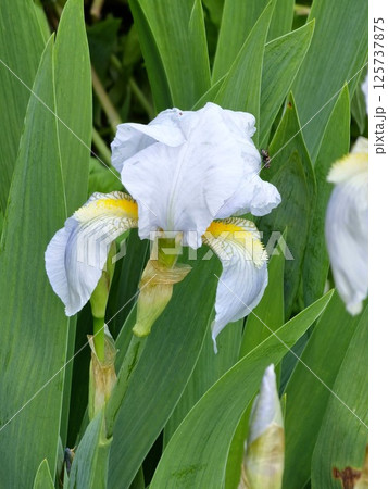 Close-up of bearded iris flower Iris germanica. White and purple iris flower with yellow stamens growing in garden 125737875