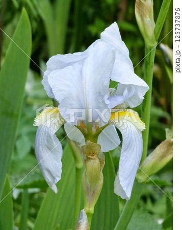 Close-up of a bearded iris flower Iris germanica. White and purple iris flower growing in a garden 125737876