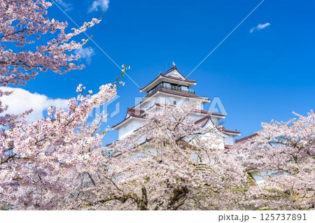 満開の桜と鶴ヶ城（若松城）　福島県会津若松市 125737891