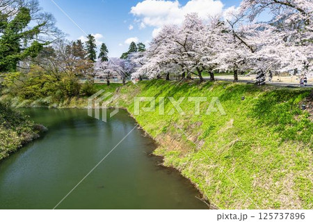 鶴ヶ城（若松城）内の桜　福島県会津若松市 125737896