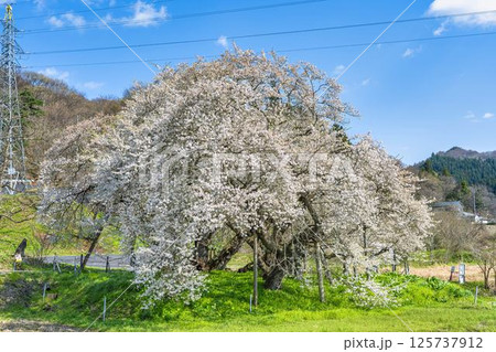春の旧石部邸跡地にある石部桜 福島県会津若松市 春の旧石部邸跡地にある石部桜 福島県会津若松市 125737912