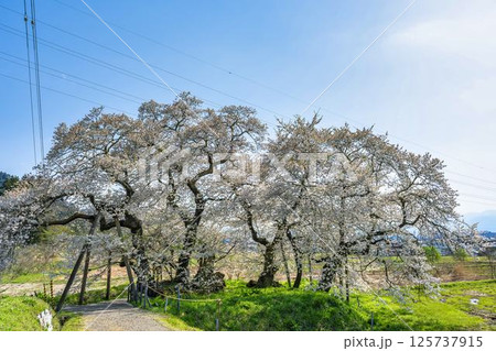 春の旧石部邸跡地にある石部桜　福島県会津若松市 125737915