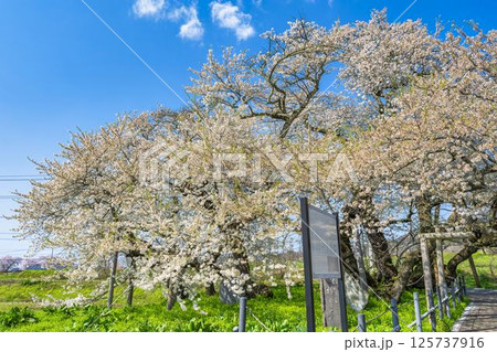 春の旧石部邸跡地にある石部桜　福島県会津若松市 125737916