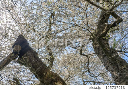 春の旧石部邸跡地にある石部桜　福島県会津若松市 125737918