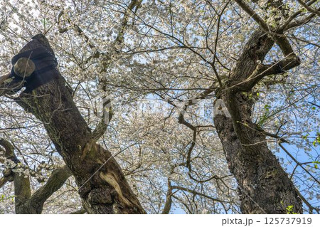春の旧石部邸跡地にある石部桜　福島県会津若松市 125737919