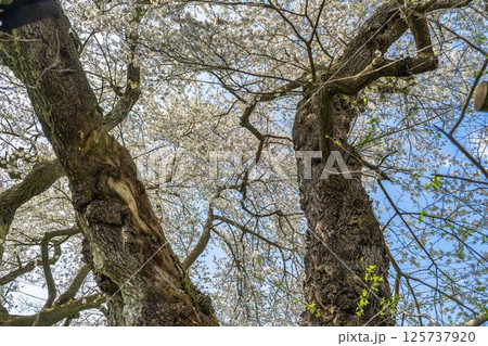 春の旧石部邸跡地にある石部桜　福島県会津若松市 125737920
