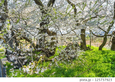 春の旧石部邸跡地にある石部桜 福島県会津若松市 春の旧石部邸跡地にある石部桜 福島県会津若松市 125737923