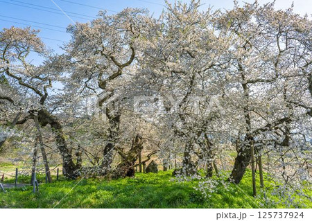春の旧石部邸跡地にある石部桜　福島県会津若松市 125737924