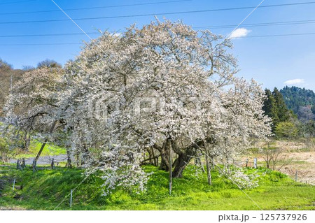 春の旧石部邸跡地にある石部桜　福島県会津若松市 125737926
