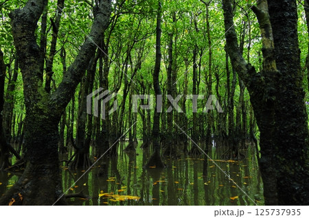沖縄県西表島　緑溢れるマングローブの森の中 125737935