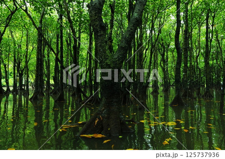 沖縄県西表島 緑溢れるマングローブの森の中 沖縄県西表島 緑溢れるマングローブの森の中 125737936