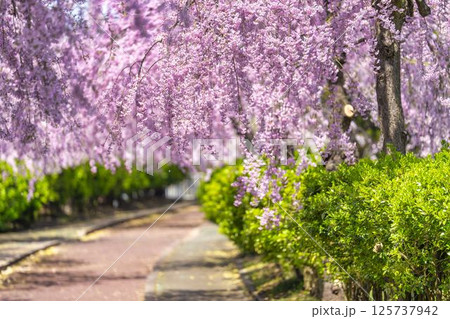 春の旧日中線　満開のしだれ桜並木　福島県喜多方市 125737942