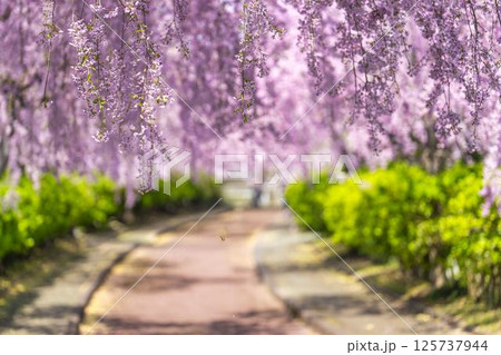 春の旧日中線 満開のしだれ桜並木 福島県喜多方市 春の旧日中線 満開のしだれ桜並木 福島県喜多方市 125737944