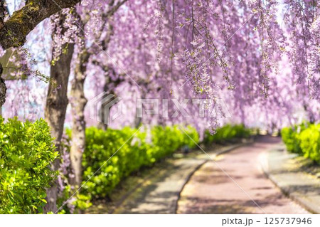 春の旧日中線 満開のしだれ桜並木 福島県喜多方市 春の旧日中線 満開のしだれ桜並木 福島県喜多方市 125737946