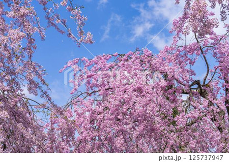 春の旧日中線 満開のしだれ桜並木 福島県喜多方市 春の旧日中線 満開のしだれ桜並木 福島県喜多方市 125737947