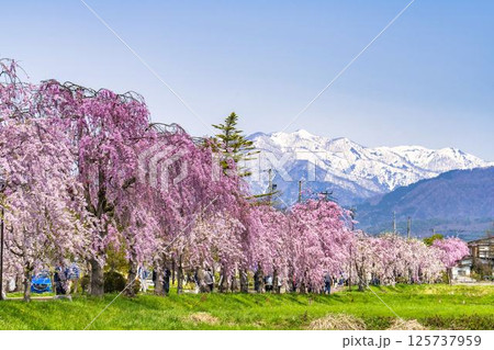 旧日中線のしだれ桜と残雪の飯豊連峰 福島県喜多方市 旧日中線のしだれ桜と残雪の飯豊連峰 福島県喜多方市 125737959