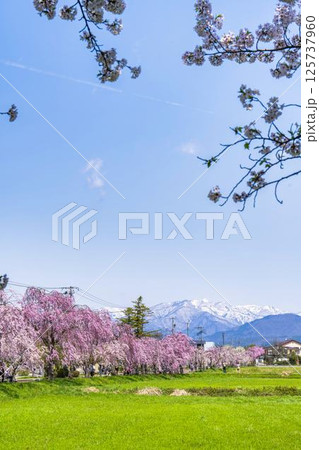 旧日中線のしだれ桜と残雪の飯豊連峰　福島県喜多方市 125737960