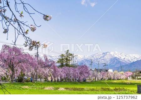 旧日中線のしだれ桜と残雪の飯豊連峰 福島県喜多方市 旧日中線のしだれ桜と残雪の飯豊連峰 福島県喜多方市 125737962