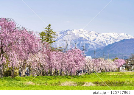 旧日中線のしだれ桜と残雪の飯豊連峰 福島県喜多方市 旧日中線のしだれ桜と残雪の飯豊連峰 福島県喜多方市 125737963
