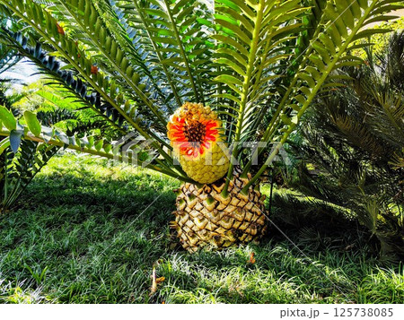Orange cones of Palm Encephalartos transvenosus, Madera Orange cones of Palm Encephalartos transvenosus, Madera 125738085