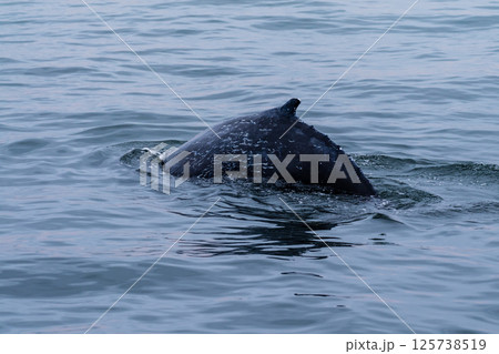 Whale surfacing in Walvis Bay 125738519
