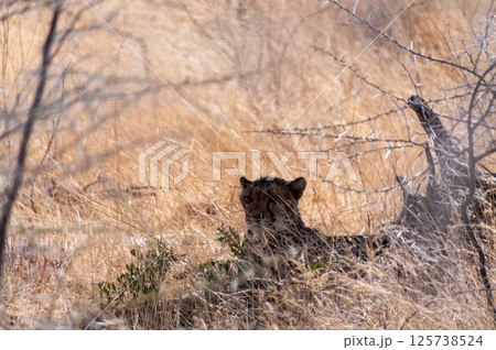 Cheeta hiding in the Bushes 125738524