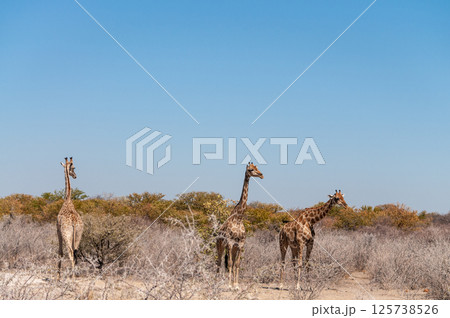 Giraffes in Etosha National Park 125738526