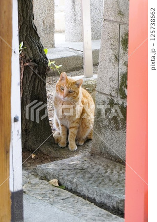 神社の境内に住む落ち着いた猫 神社の境内に住む落ち着いた猫 125738662