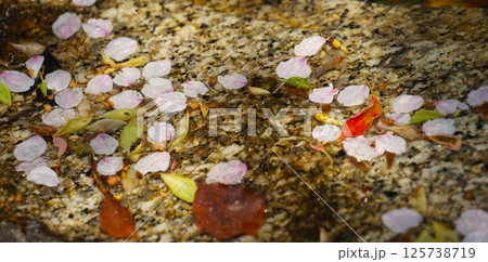 桜の花びらと落ち葉と水 125738719