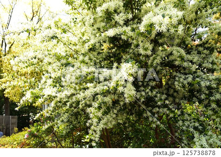 ヒトツバタコの白い花 ヒトツバタコの白い花 125738878