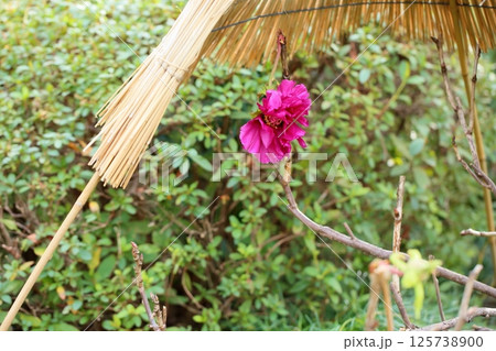 寒牡丹の花 125738900