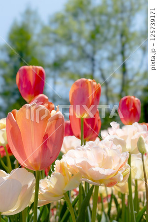 チューリップ畑に咲く チューリップ畑に咲く 125739171
