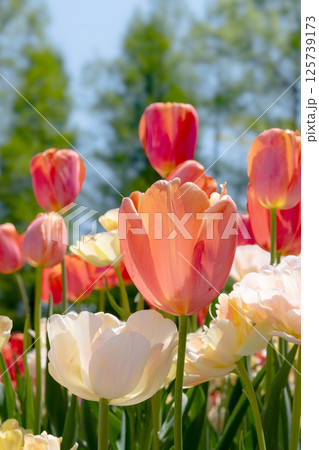 チューリップ畑に咲く チューリップ畑に咲く 125739173