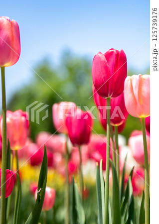 チューリップ畑に咲く チューリップ畑に咲く 125739176