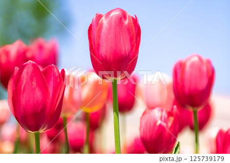 チューリップ畑に咲く チューリップ畑に咲く 125739179