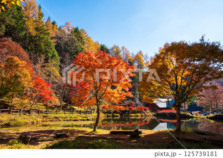 西ウレ峠の紅葉《岐阜県高山市清見町・せせらぎ街道》 125739181