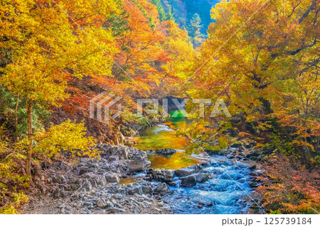 紅葉見頃の【せせらぎ街道】《岐阜県高山市清見町・川上川》 紅葉見頃の【せせらぎ街道】《岐阜県高山市清見町・川上川》 125739184
