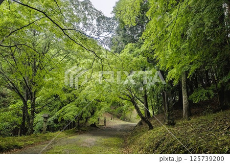 神社の境内にある雨に濡れた参道 神社の境内にある雨に濡れた参道 125739200