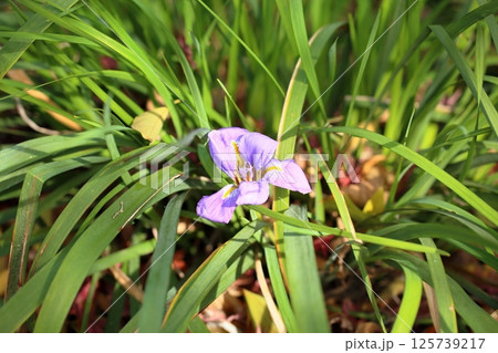 寒咲菖蒲の花 寒咲菖蒲の花 125739217