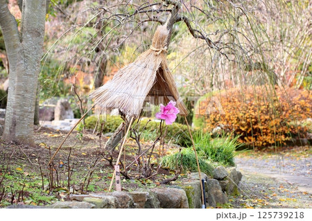 寒牡丹の花 125739218