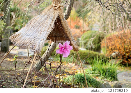 寒牡丹の花 寒牡丹の花 125739219