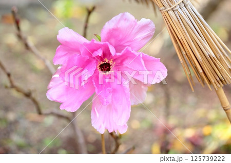 寒牡丹の花 寒牡丹の花 125739222