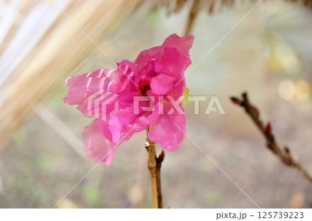 寒牡丹の花 寒牡丹の花 125739223